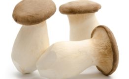 King Oyster Mushrooms