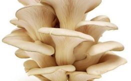 Oyster Mushrooms