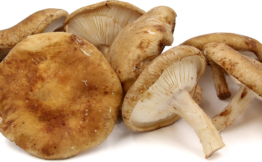 Shiitake Mushrooms