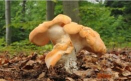 Hedgehog Mushrooms