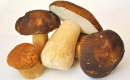 Porcini Mushrooms