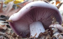 Wood Blewit Mushrooms